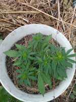 IMG_20180715_044325.jpg