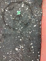 IMG_20180717_153331.jpg