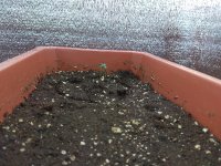 IMG_20180717_153324.jpg