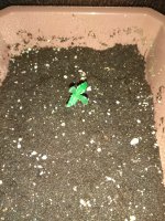 IMG_20180718_203302.jpg