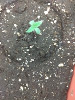 IMG_20180718_072941.jpg