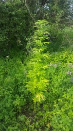 20180717_182756.jpg