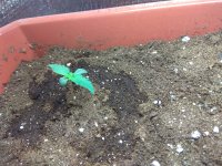 IMG_20180720_052218.jpg