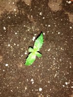 IMG_20180720_202035.jpg