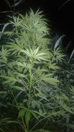20180720_033255.jpg