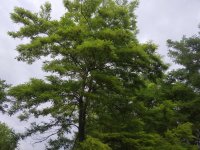 IMG_20180617_175136.jpg
