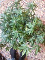 20180723_081243.jpg