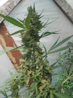 DSCN5611.JPG