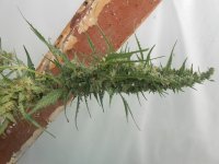 DSCN5615.JPG