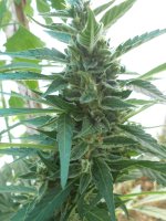 DSCN5640.JPG
