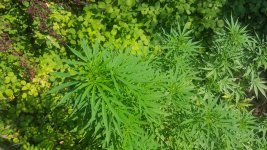 20180727_161017.jpg
