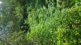 20180727_160859.jpg