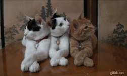 бдим.gif