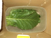 DSC02096.JPG
