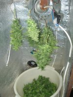 IMG_1184.JPG