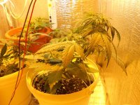 DSCN04311.JPG
