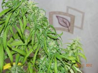 DSCN1131.JPG