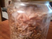 IMG_20121118_044522.jpg