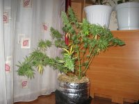 IMG_0007.JPG