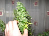 IMG_0004.JPG