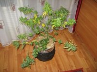 IMG_0002.JPG