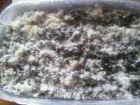 IMG_20121206_131500.jpg