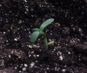 IMG_20121208_152318.jpg