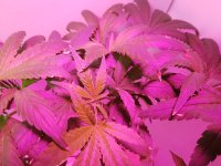 20180729_135327.jpg 20180729_135327.jpg