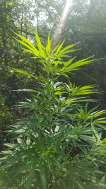 20180730_105917.jpg