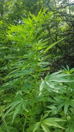 20180730_105942.jpg