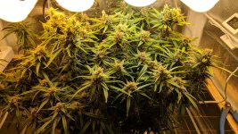 Kali Mist_104_01.jpg