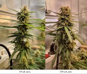 Сранение 84_104_a.jpg