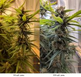 Сранение 84_104_b.jpg