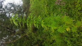 20180730_192152.jpg
