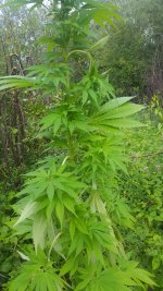 20180730_191922.jpg