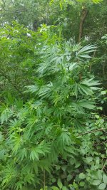 20180802_150512.jpg