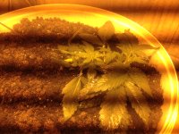 IMG_0545.JPG
