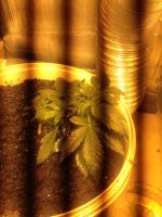 IMG_0552.JPG