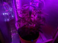 IMG_20180805_193418.jpg