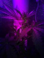 IMG_20180805_193616.jpg