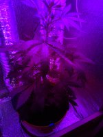 IMG_20180805_193518.jpg