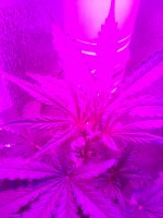 IMG_20180805_193826.jpg
