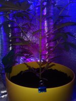 IMG_20180805_193548.jpg