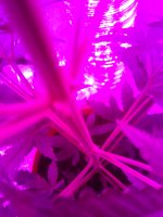IMG_20180805_193958.jpg