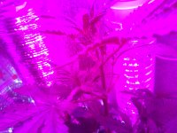IMG_20180805_193930.jpg