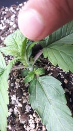 20180806_120900.jpg 20180806_120900.jpg