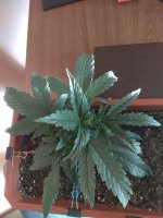 IMG_20180806_174317.jpg