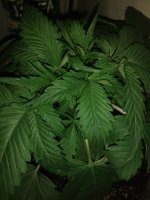 IMG_20180807_191845021.jpg