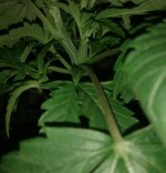 IMG_20180807_191921.jpg