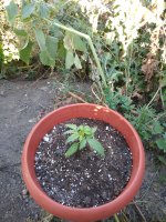 IMG_20180809_064751.jpg